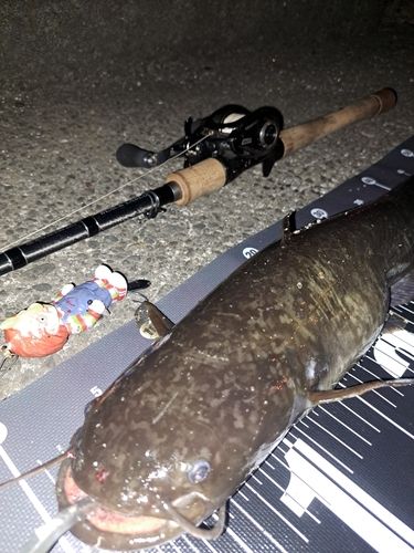 ナマズの釣果