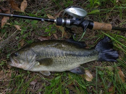 ラージマウスバスの釣果