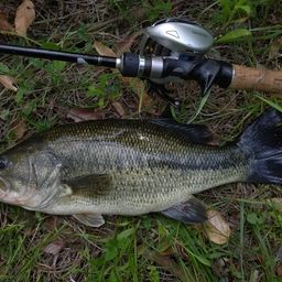 ラージマウスバス