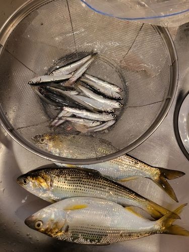 カタクチイワシの釣果