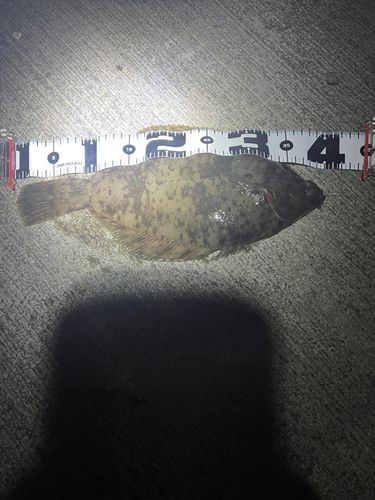 カレイの釣果