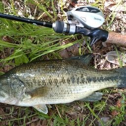 ラージマウスバス