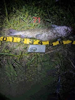 アメリカナマズの釣果