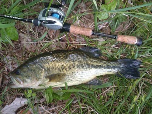 ラージマウスバスの釣果