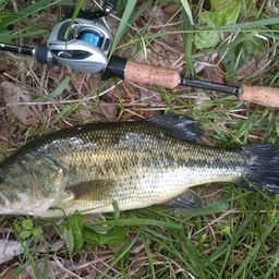 ラージマウスバス