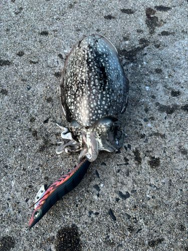 コウイカの釣果