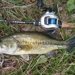 ラージマウスバス