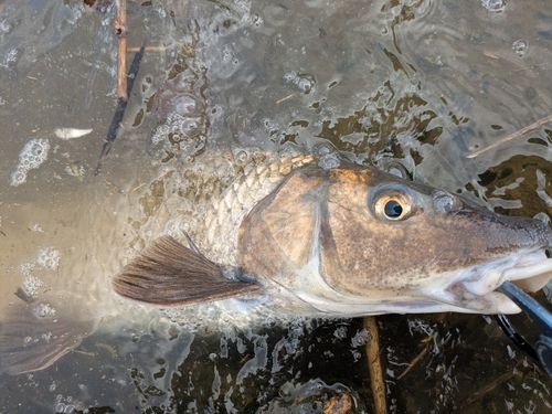 ニゴイの釣果