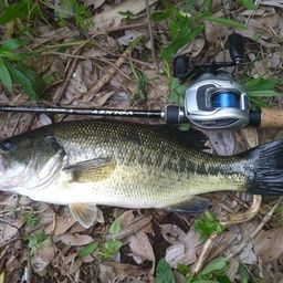 ラージマウスバス