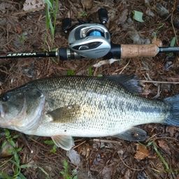 ラージマウスバス