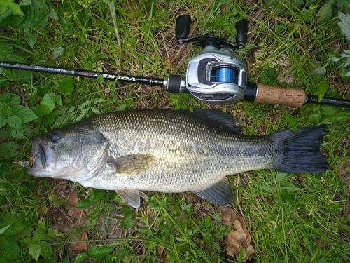 ラージマウスバスの釣果