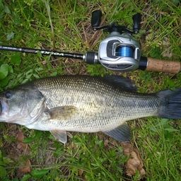 ラージマウスバス