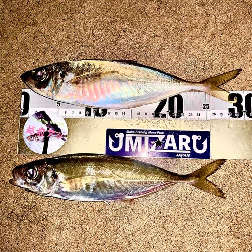 アジの釣果