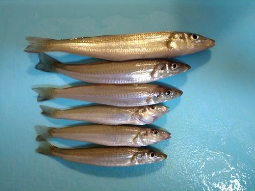 シロギスの釣果