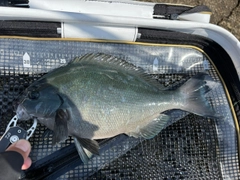 グレの釣果