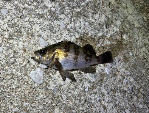 シロメバルの釣果