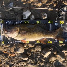 スモールマウスバス