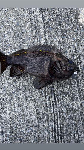 ムラソイの釣果
