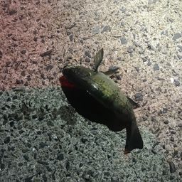 メバル