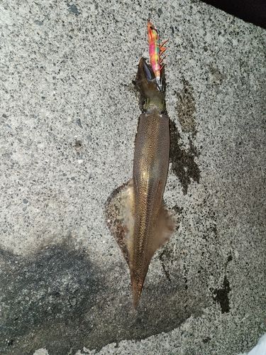 ヤリイカの釣果