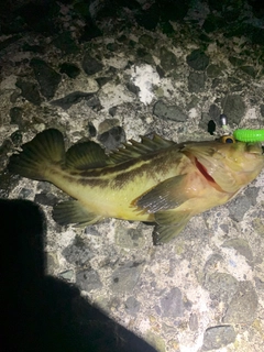 シマゾイの釣果