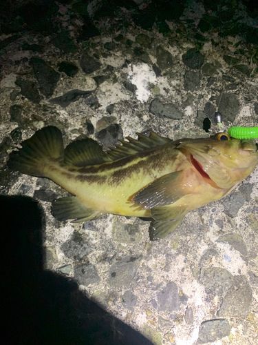 シマゾイの釣果