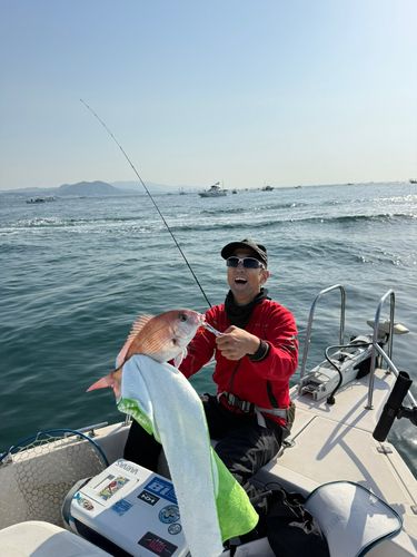 マダイの釣果