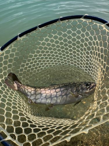 ニジマスの釣果