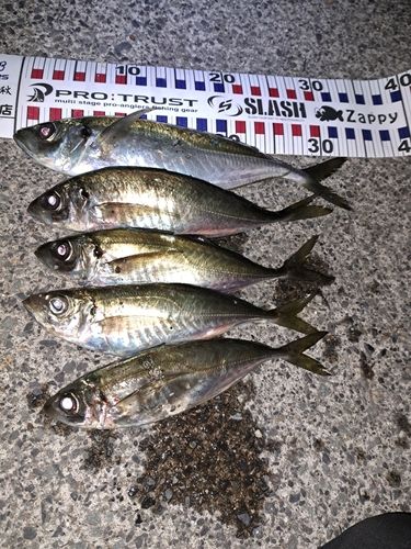 アジの釣果