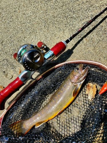 イワナの釣果