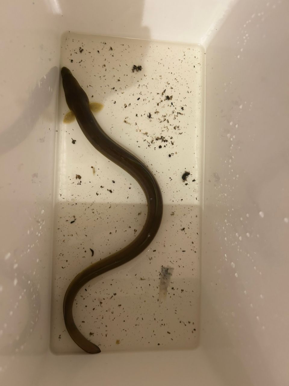 ウナギ
