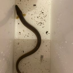 ウナギ
