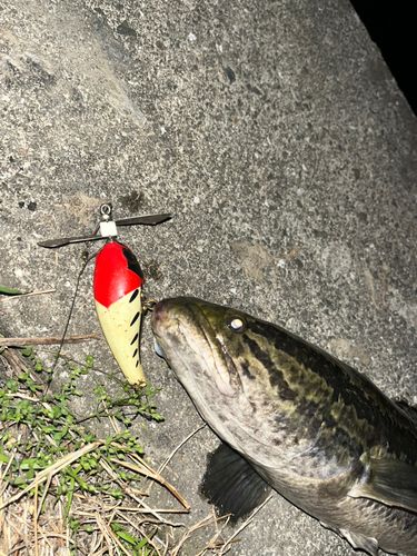 タイワンドジョウの釣果