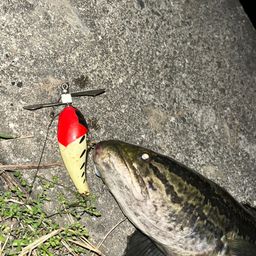 タイワンドジョウ