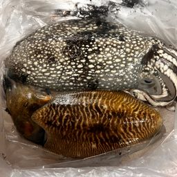 コウイカ