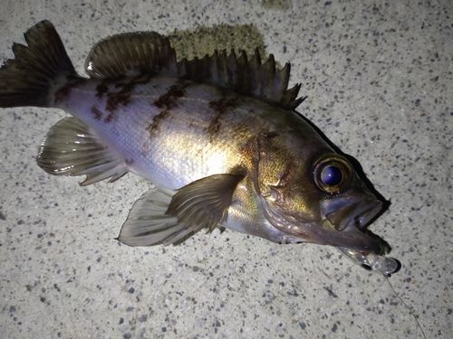 メバルの釣果