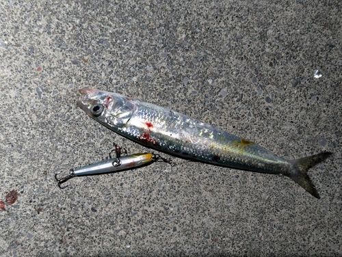 イワシの釣果