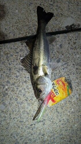 シーバスの釣果