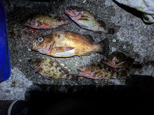 アカメバルの釣果