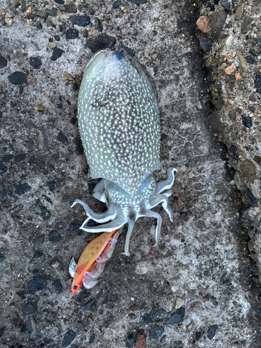 コウイカの釣果