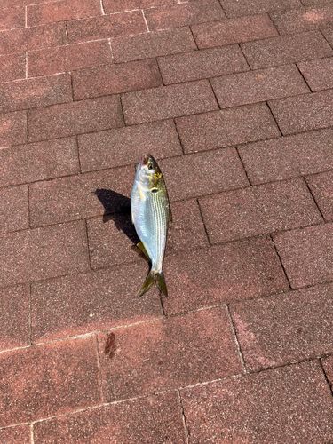 コノシロの釣果