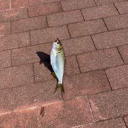 コノシロ