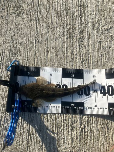 コチの釣果