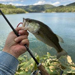 ラージマウスバス