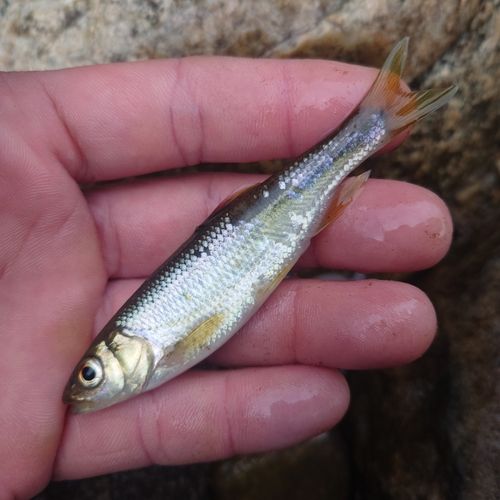 カワムツの釣果