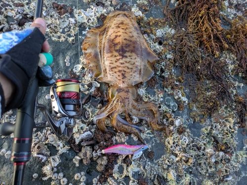 アオリイカの釣果