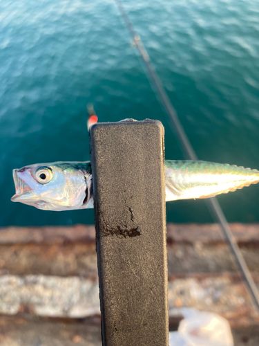 サバの釣果