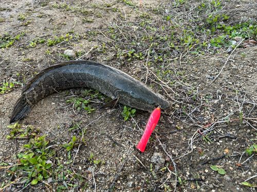 ライギョの釣果