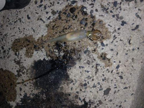 ヤリイカの釣果