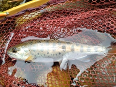 ヤマメの釣果